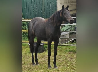Deutsches Reitpony, Hengst, 1 Jahr, 147 cm, Schwarzbrauner