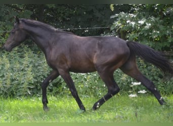 Deutsches Reitpony, Hengst, 1 Jahr, 147 cm, Schwarzbrauner