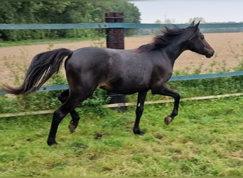 Deutsches Reitpony, Hengst, 1 Jahr, 147 cm, Schwarzbrauner