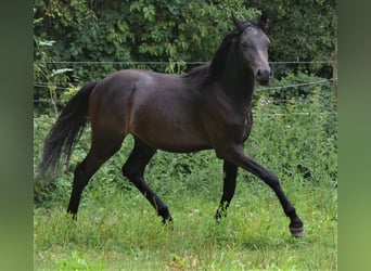 Deutsches Reitpony, Hengst, 1 Jahr, 147 cm, Schwarzbrauner