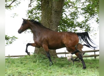 Deutsches Reitpony, Hengst, 1 Jahr, 147 cm, Schwarzbrauner