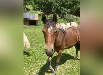 Deutsches Reitpony, Hengst, 1 Jahr, 148 cm, Brauner