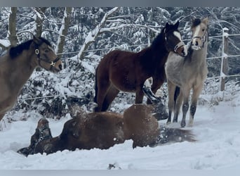 Deutsches Reitpony, Hengst, 1 Jahr, 148 cm, Brauner