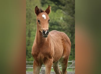 Deutsches Reitpony, Hengst, 1 Jahr, 148 cm, Brauner