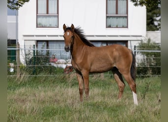 Deutsches Reitpony, Hengst, 1 Jahr, 148 cm, Buckskin