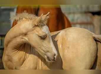 Deutsches Reitpony, Hengst, 1 Jahr, 148 cm, Cremello