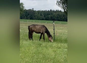 Deutsches Reitpony, Hengst, 1 Jahr, 148 cm