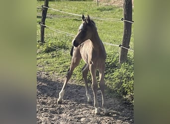 Deutsches Reitpony, Hengst, 1 Jahr, 148 cm