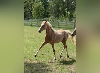 Deutsches Reitpony, Hengst, 1 Jahr, 148 cm