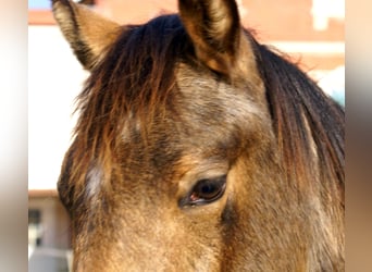 Deutsches Reitpony, Hengst, 1 Jahr, 148 cm, Falbe