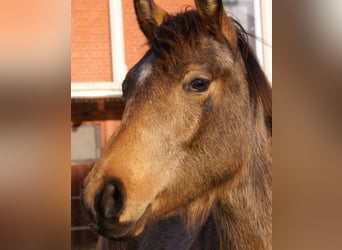 Deutsches Reitpony, Hengst, 1 Jahr, 148 cm, Falbe