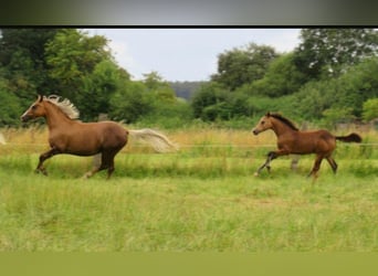 Deutsches Reitpony, Hengst, 1 Jahr, 148 cm, Falbe