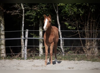 Deutsches Reitpony, Hengst, 1 Jahr, 148 cm, Fuchs