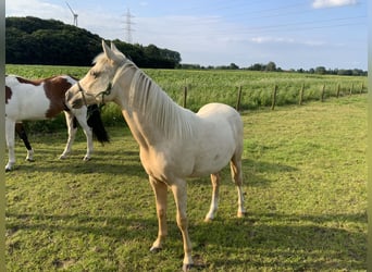 Deutsches Reitpony Mix, Hengst, 1 Jahr, 148 cm, Palomino