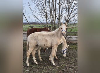 Deutsches Reitpony, Hengst, 1 Jahr, 148 cm, Palomino