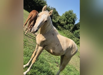 Deutsches Reitpony, Hengst, 1 Jahr, 148 cm, Palomino
