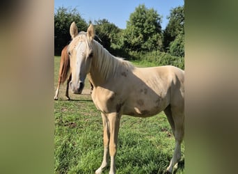 Deutsches Reitpony, Hengst, 1 Jahr, 148 cm, Palomino
