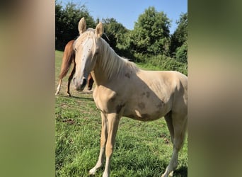 Deutsches Reitpony, Hengst, 1 Jahr, 148 cm, Palomino