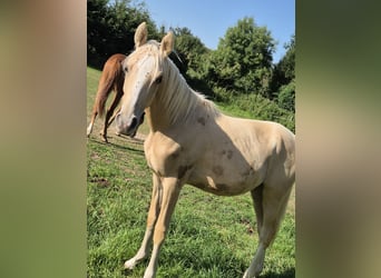 Deutsches Reitpony, Hengst, 1 Jahr, 148 cm, Palomino