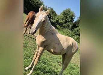 Deutsches Reitpony, Hengst, 1 Jahr, 148 cm, Palomino