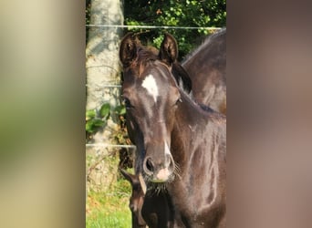 Deutsches Reitpony, Hengst, 1 Jahr, 148 cm, Schwarzbrauner