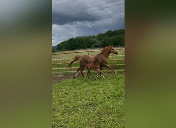 Deutsches Reitpony, Hengst, 1 Jahr, 149 cm, Brauner