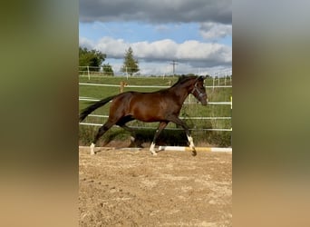 Deutsches Reitpony, Hengst, 1 Jahr, 150 cm, Brauner