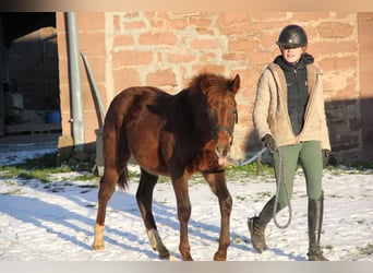 Deutsches Reitpony Mix, Hengst, 1 Jahr, 150 cm, Dunkelfuchs