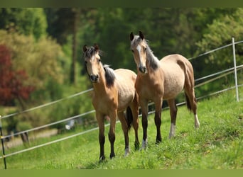 Deutsches Reitpony, Hengst, 1 Jahr, 150 cm, Falbe