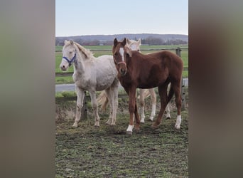 Deutsches Reitpony, Hengst, 1 Jahr, 155 cm, Dunkelfuchs