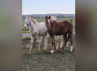 Deutsches Reitpony, Hengst, 1 Jahr, 155 cm, Dunkelfuchs