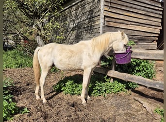 Deutsches Reitpony, Hengst, 1 Jahr, 155 cm, Palomino