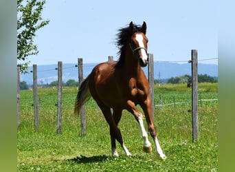 Deutsches Reitpony, Hengst, 1 Jahr, Brauner