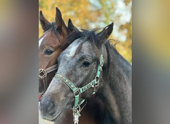 Deutsches Reitpony, Hengst, 1 Jahr, Brauner