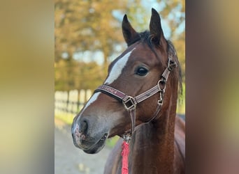 Deutsches Reitpony, Hengst, 1 Jahr, Brauner