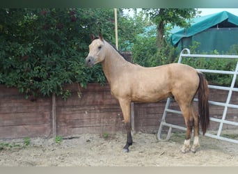 Deutsches Reitpony, Hengst, 1 Jahr, Buckskin