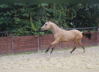 Deutsches Reitpony, Hengst, 1 Jahr, Buckskin
