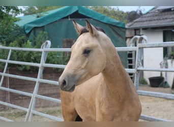 Deutsches Reitpony, Hengst, 1 Jahr, Buckskin