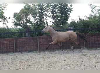 Deutsches Reitpony, Hengst, 1 Jahr, Buckskin