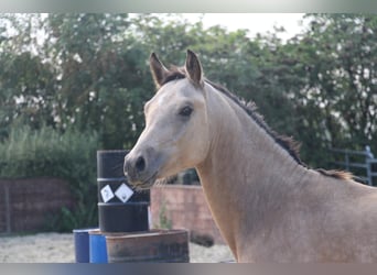 Deutsches Reitpony, Hengst, 1 Jahr, Buckskin