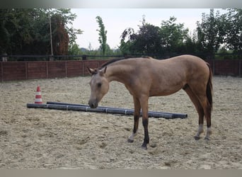 Deutsches Reitpony, Hengst, 1 Jahr, Buckskin