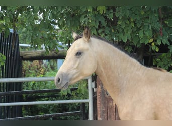Deutsches Reitpony, Hengst, 1 Jahr, Buckskin