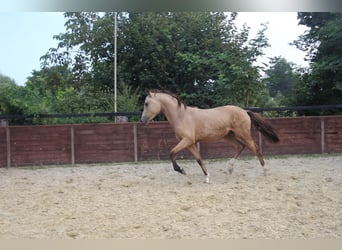 Deutsches Reitpony, Hengst, 1 Jahr, Buckskin