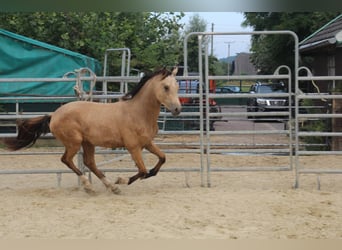 Deutsches Reitpony, Hengst, 1 Jahr, Buckskin