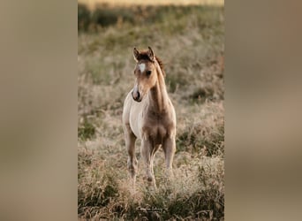 Deutsches Reitpony, Hengst, 1 Jahr, Buckskin