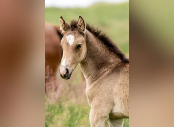 Deutsches Reitpony, Hengst, 1 Jahr, Buckskin