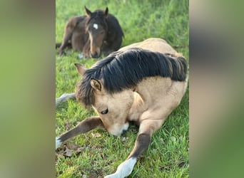 Deutsches Reitpony, Hengst, 1 Jahr, Buckskin