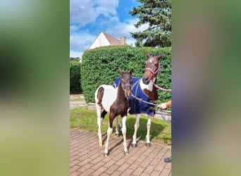 Deutsches Reitpony, Hengst, 1 Jahr, Buckskin