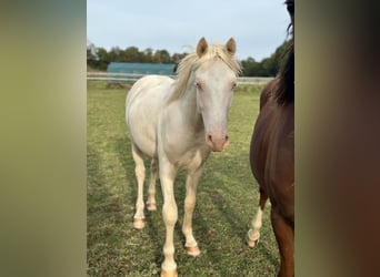 Deutsches Reitpony, Hengst, 1 Jahr, Cremello