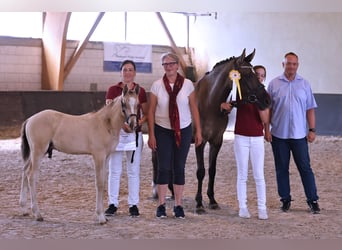 Deutsches Reitpony, Hengst, 1 Jahr
